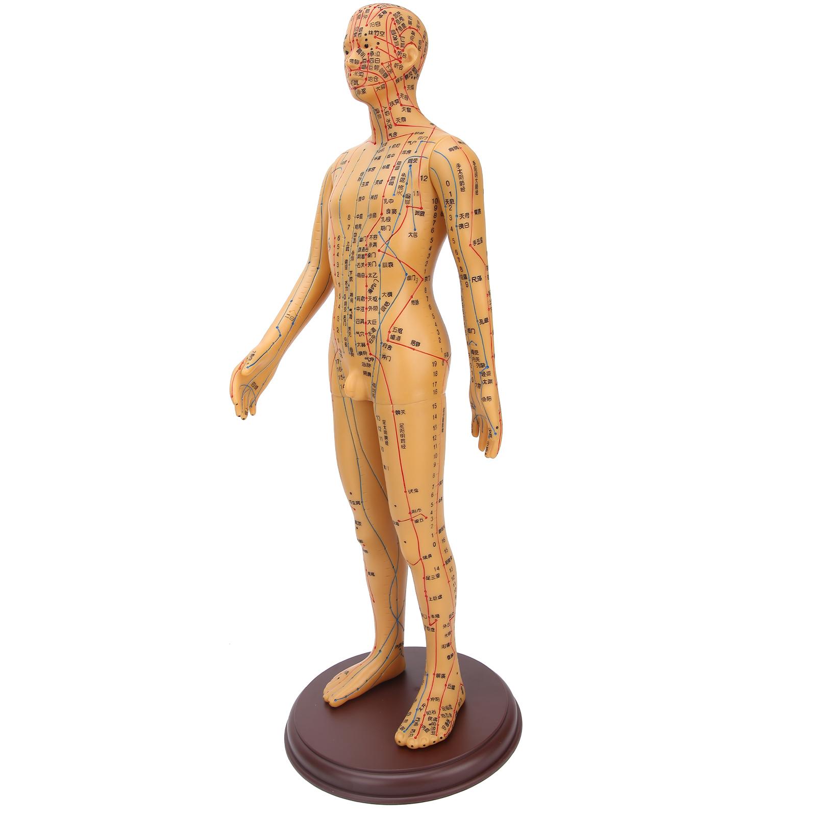 50cm / 19.7in Brass Color Acupuncture Body Model Clear Meridians Acupuncture Model
50cm / 19.7in Brass Color Acupuncture Body Model Clear Meridians Acupuncture Model