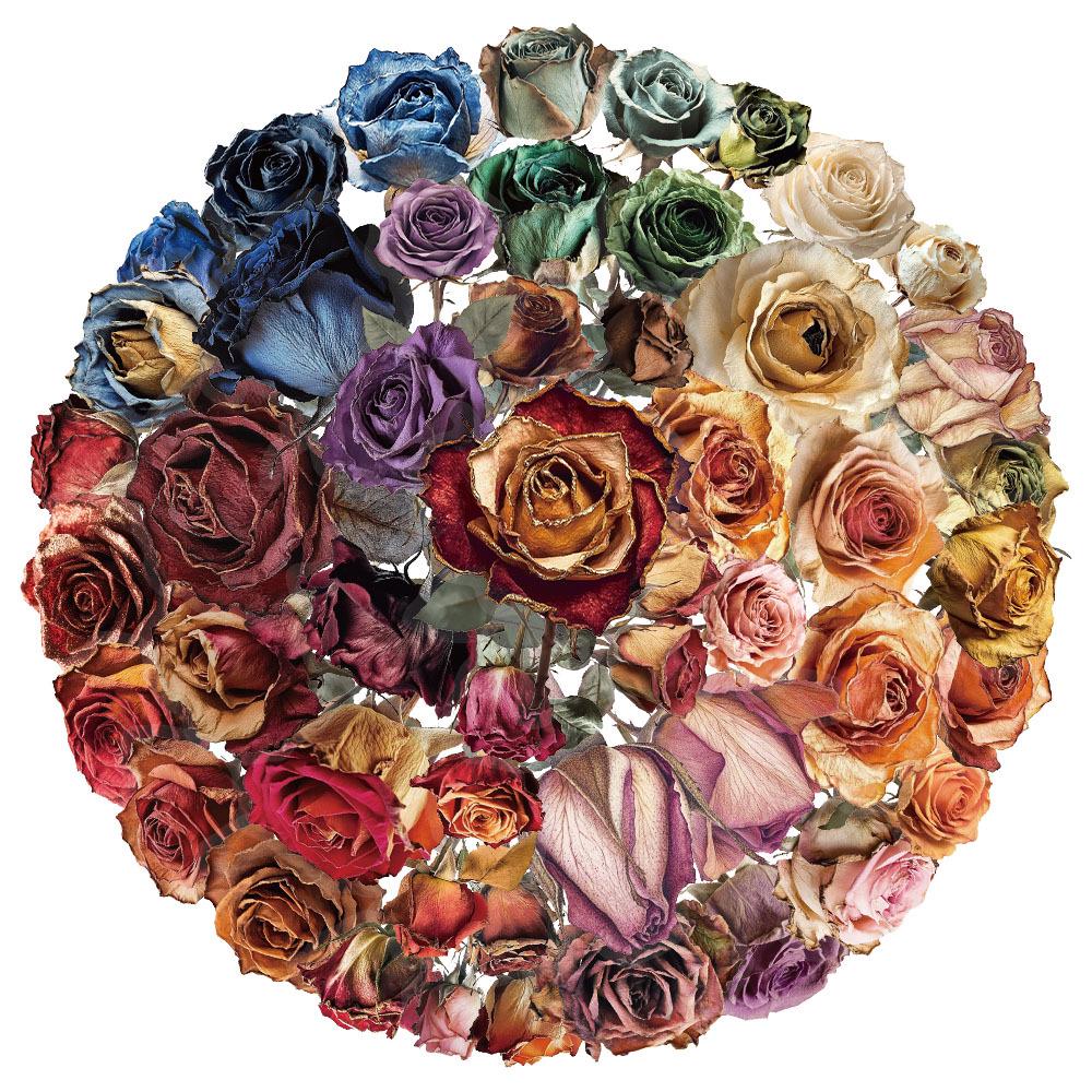 50 Creative Dried Rose PET Transparent Stickers for Journals No
50 Creative Dried Rose PET Transparent Stickers for Journals No