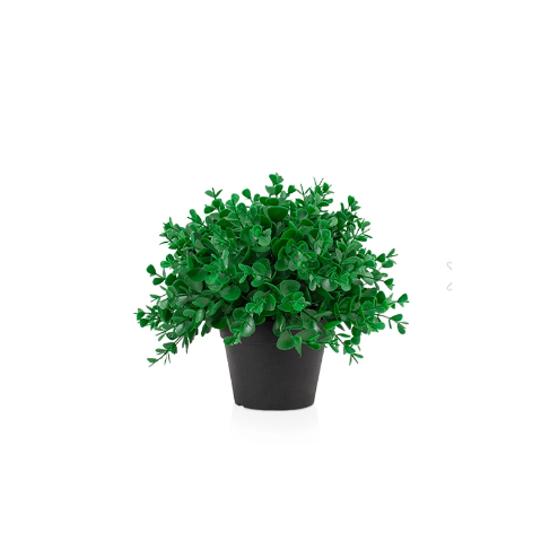 Плотный самшит в черном мини-пластиковом горшке
Плотный самшит в черном мини-пластиковом горшке