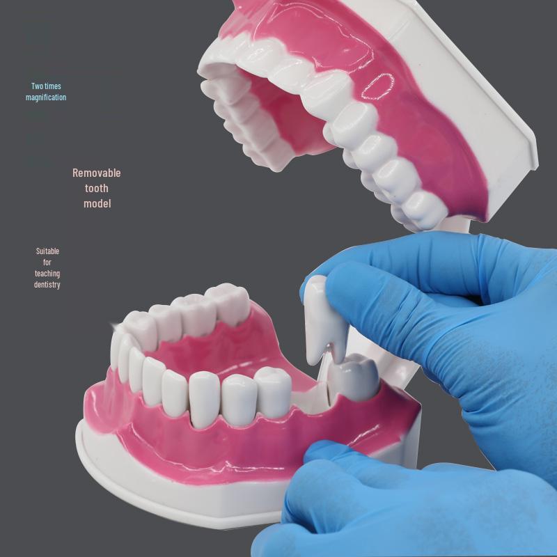 Children s Dental Education Tooth Model for Kindergarten
Children s Dental Education Tooth Model for Kindergarten