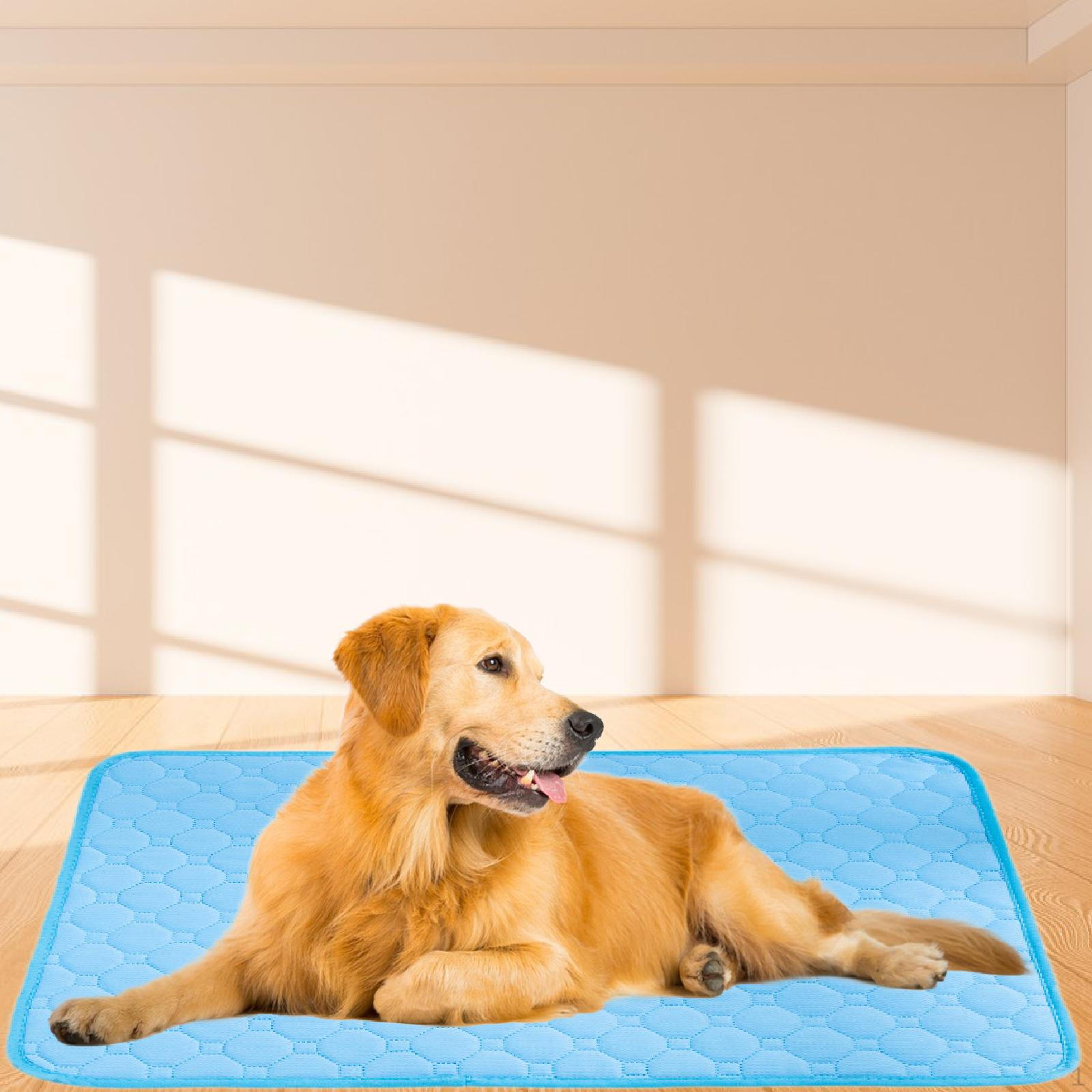 Durable Dog Training Pad for Puppies - Absorbent Pet Mat L
Durable Dog Training Pad for Puppies - Absorbent Pet Mat L