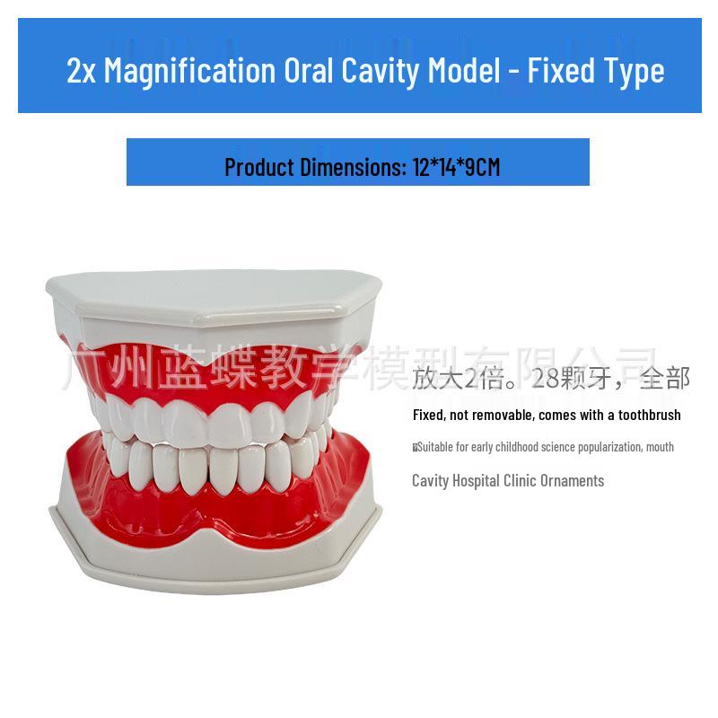 Large Kindergarten Oral Health Toothbrushing Model for Early Education 12x12x9 CM
Large Kindergarten Oral Health Toothbrushing Model for Early Education 12x12x9 CM