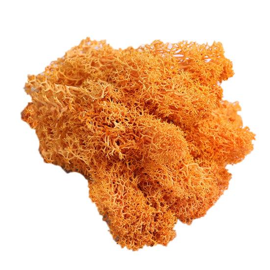 Искусственное растение консервированный цветок олений мох DIY Craft Garden Home Decor
Искусственное растение консервированный цветок олений мох DIY Craft Garden Home Decor