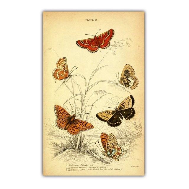 Ретро искусство эволюция насекомых печать холст картина красивая бабочка настенное искусство постер офис гостиная украшение дома фреска без рамки 21*30cm No Frame
Ретро искусство эволюция насекомых печать холст картина красивая бабочка настенное искусство постер офис гостиная украшение дома фреска без рамки 21*30cm No Frame