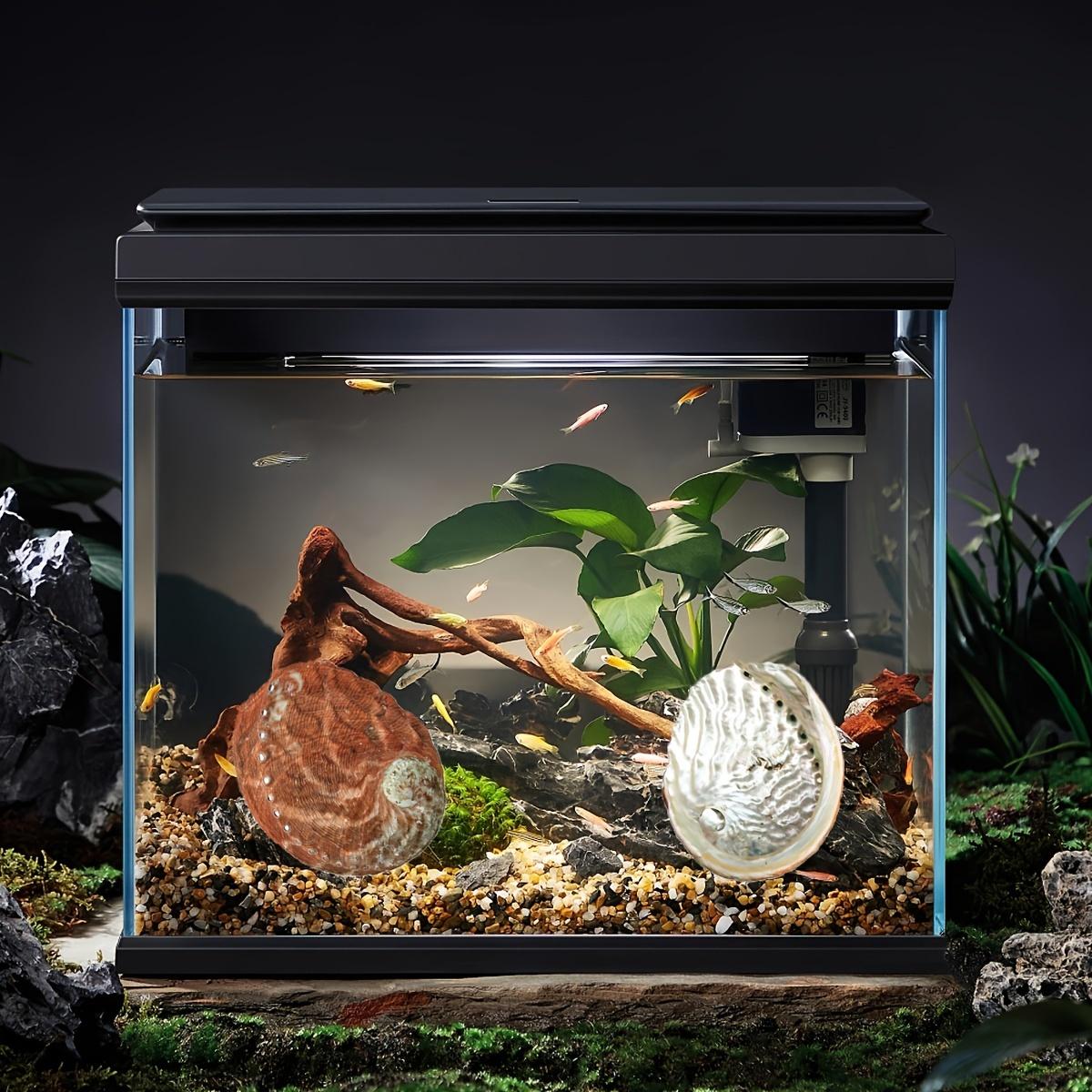 1 шт. ракушки морского ушка морские улитки пляжные ракушки DIY ремесленные подарки декоративное украшение для аквариума свадебное украшение
1 шт. ракушки морского ушка морские улитки пляжные ракушки DIY ремесленные подарки декоративное украшение для аквариума свадебное украшение