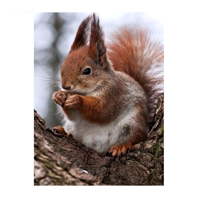 5D DIY Алмазная картина Деревянная белка Алмазная мозаика Алмазная вышивка Полный набор Наборы для вышивки крестом Домашний декор Подарки Round 50x70cm
5D DIY Алмазная картина Деревянная белка Алмазная мозаика Алмазная вышивка Полный набор Наборы для вышивки крестом Домашний декор Подарки Round 50x70cm