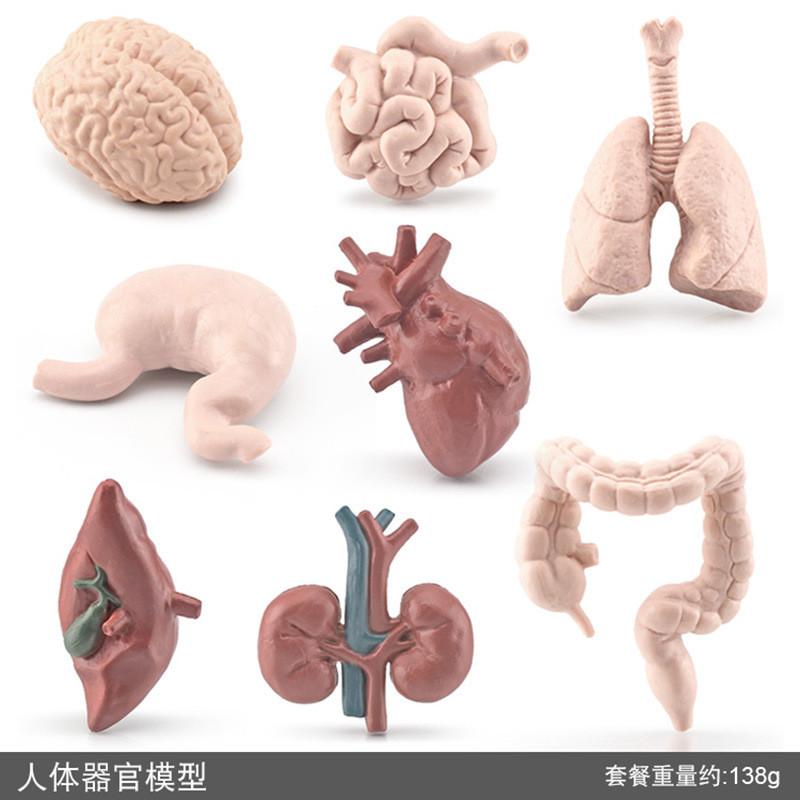Realistic Pvc Educational Model Of Human Organs Including Brain Heart Liver And Lungs
Realistic Pvc Educational Model Of Human Organs Including Brain Heart Liver And Lungs