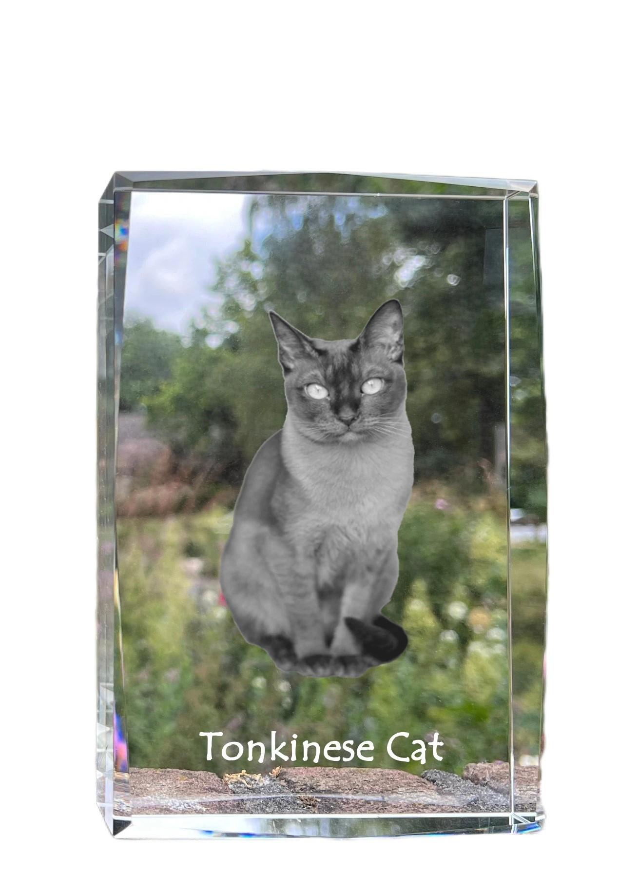 Tonkinese Cat - crystal with a picture of a cat, photo in glass, modern exhibition of Art-Dog brand photo прозорий
Tonkinese Cat - crystal with a picture of a cat, photo in glass, modern exhibition of Art-Dog brand photo прозорий