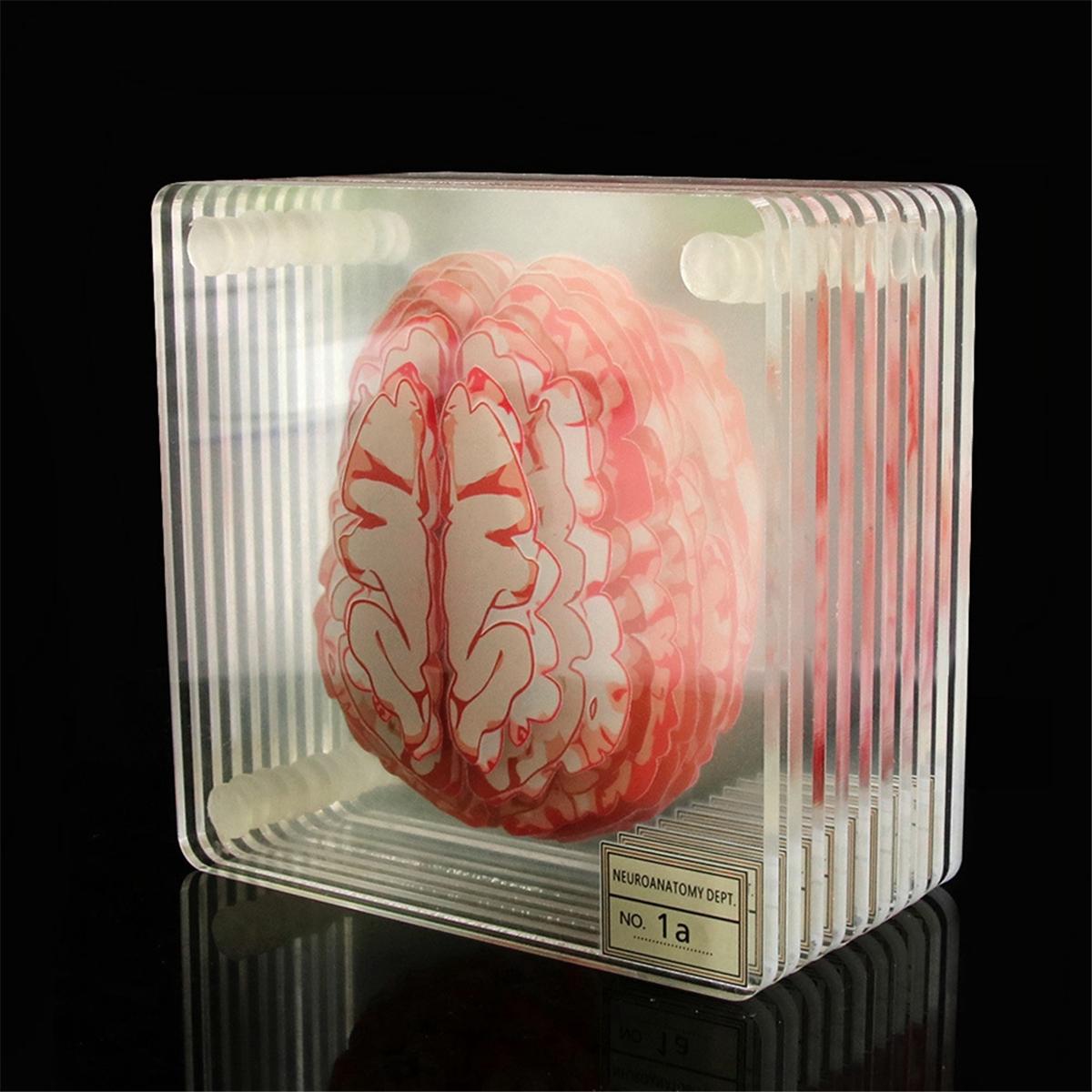 Brain Specimen Coasters Set 3D Organ Brain Artwork Brain Slices Square Acrylic Drinks Table Coaster 401-500ml
Brain Specimen Coasters Set 3D Organ Brain Artwork Brain Slices Square Acrylic Drinks Table Coaster 401-500ml