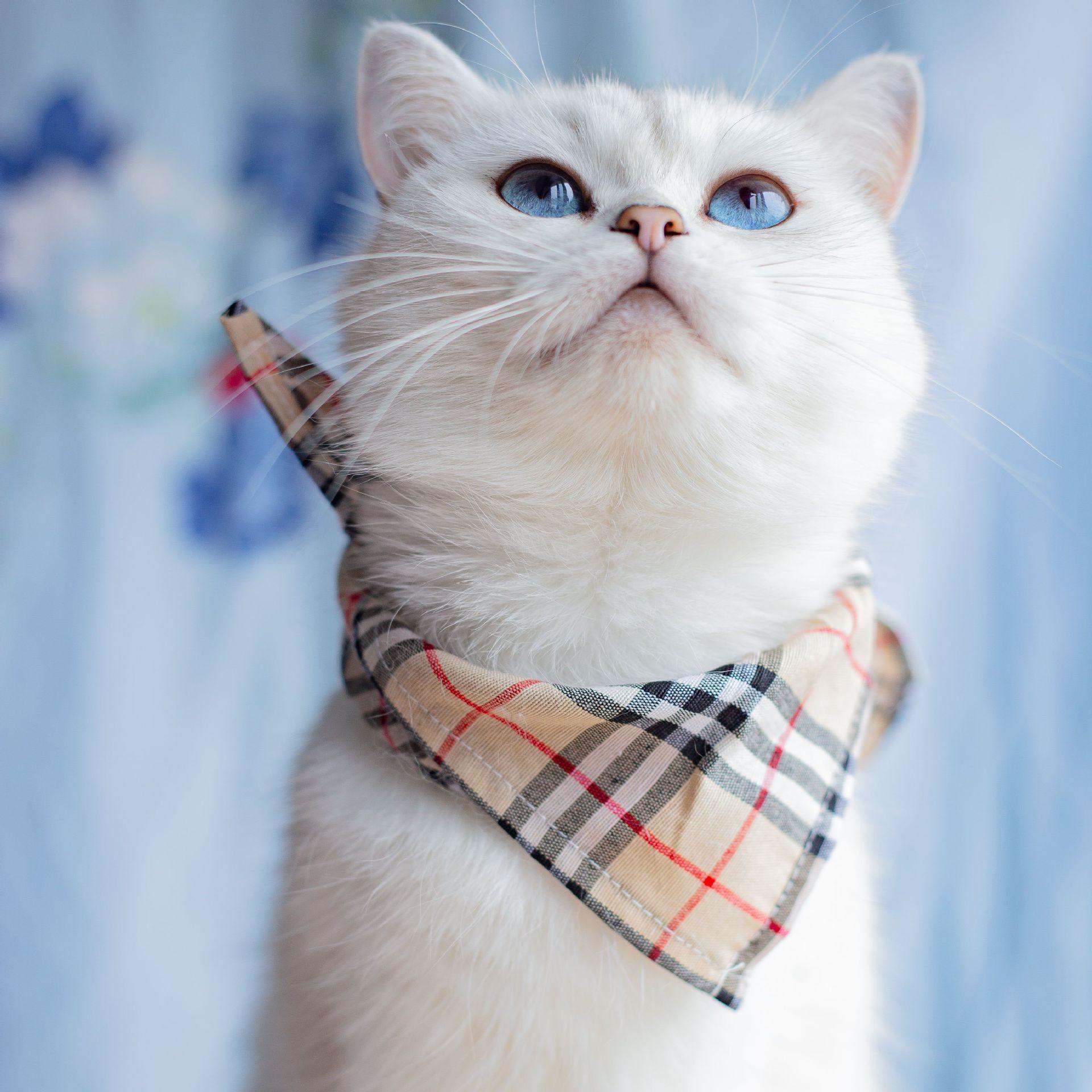British plaid pet saliva towel, spring and summer dog cat triangle scarf, European and American printed fruit pet scarf One size fits all (within 15kg)
British plaid pet saliva towel, spring and summer dog cat triangle scarf, European and American printed fruit pet scarf One size fits all (within 15kg)