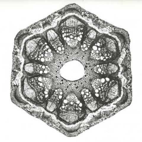 12inch Record ODD LUST - Planet Is Transparent; Wild Qualia TTT089 The Trilogy Tap 2020 UK Dance & Electronica
12inch Record ODD LUST - Planet Is Transparent; Wild Qualia TTT089 The Trilogy Tap 2020 UK Dance & Electronica