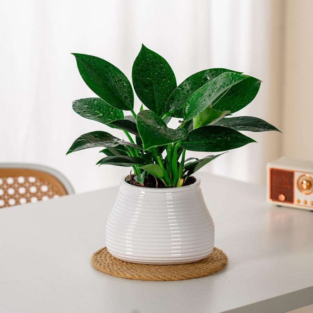 Self Watering Flowerpot Removable Mini Succulent Planter Tabletop Vase Hydroponic Plants Pot
Self Watering Flowerpot Removable Mini Succulent Planter Tabletop Vase Hydroponic Plants Pot
