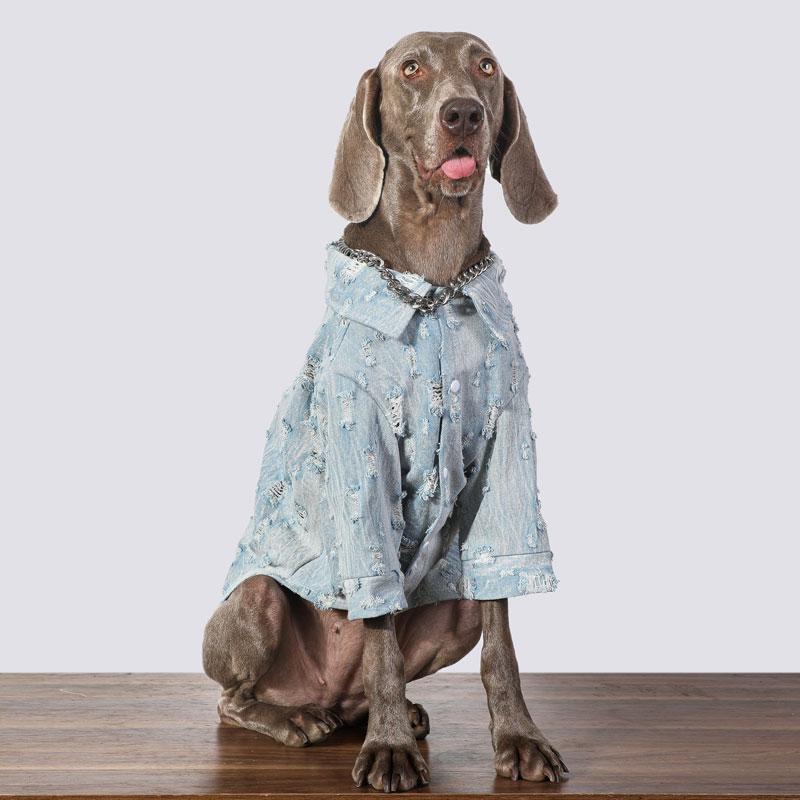 Large Dog Denim Jacket,Durable Stylish Pet Clothing for Large Breeds,Reinforced Stitching Spring Outdoor Appareal M белый
Large Dog Denim Jacket,Durable Stylish Pet Clothing for Large Breeds,Reinforced Stitching Spring Outdoor Appareal M белый