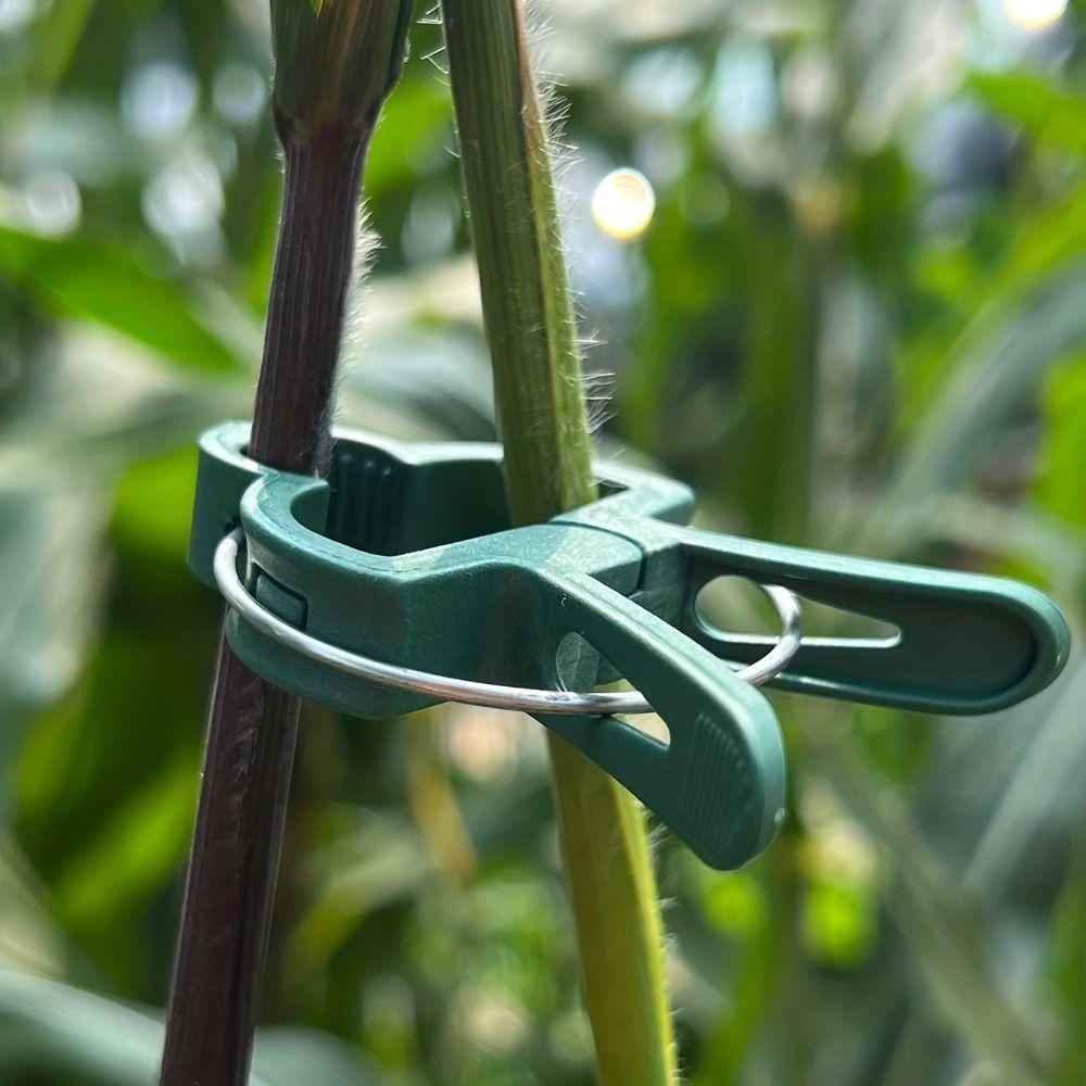 10pcs Adjustiable Garden Plant Clip Reusable Greenhouse Bracket Climbing Plants Tomato Cages L
10pcs Adjustiable Garden Plant Clip Reusable Greenhouse Bracket Climbing Plants Tomato Cages L