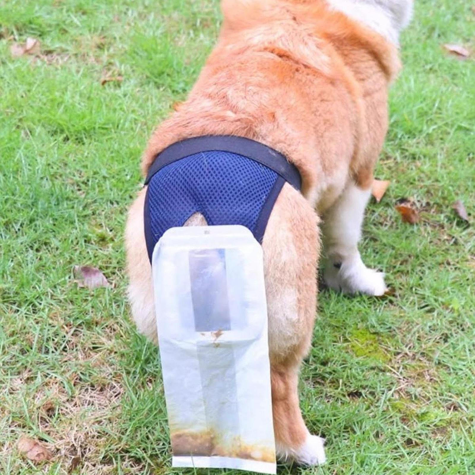 40x Small Size Sticker Bag Comfort Elderly Dog Poop Collector for Pet Owners S
40x Small Size Sticker Bag Comfort Elderly Dog Poop Collector for Pet Owners S