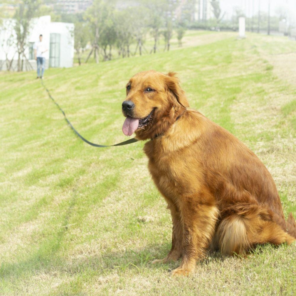 Nylon Walking Dog Rope Soft Dog Lead Leash Bulldog Harness Leashes Pet Traction Rope Puppy
Nylon Walking Dog Rope Soft Dog Lead Leash Bulldog Harness Leashes Pet Traction Rope Puppy