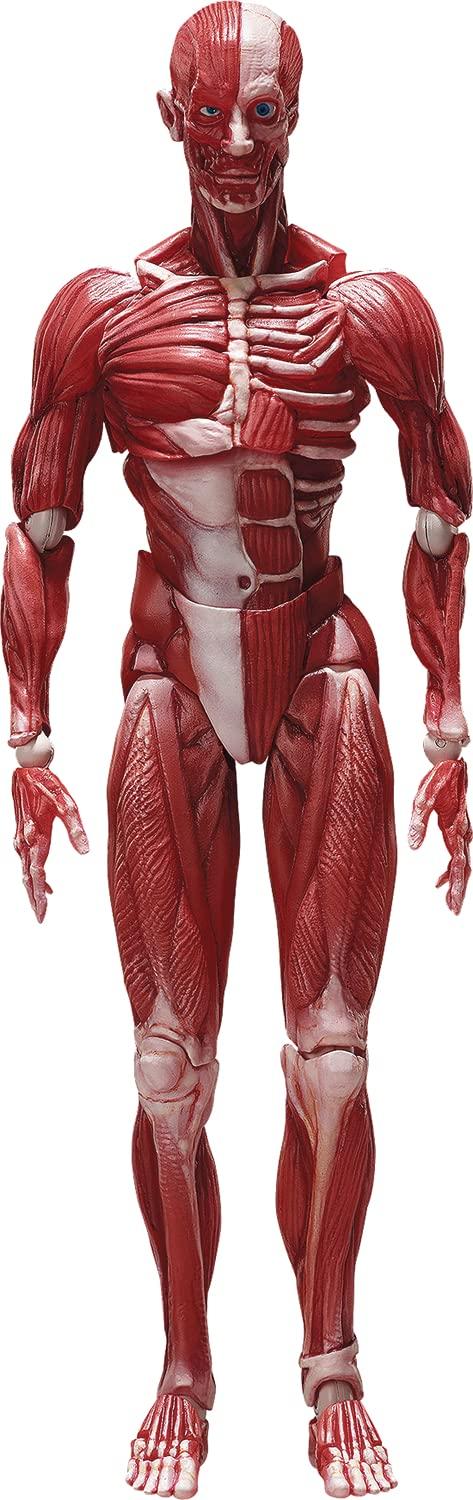 figma модель человеческого тела немасштабная ABS&PVC окрашенная подвижная фигурка F51042
figma модель человеческого тела немасштабная ABS&PVC окрашенная подвижная фигурка F51042