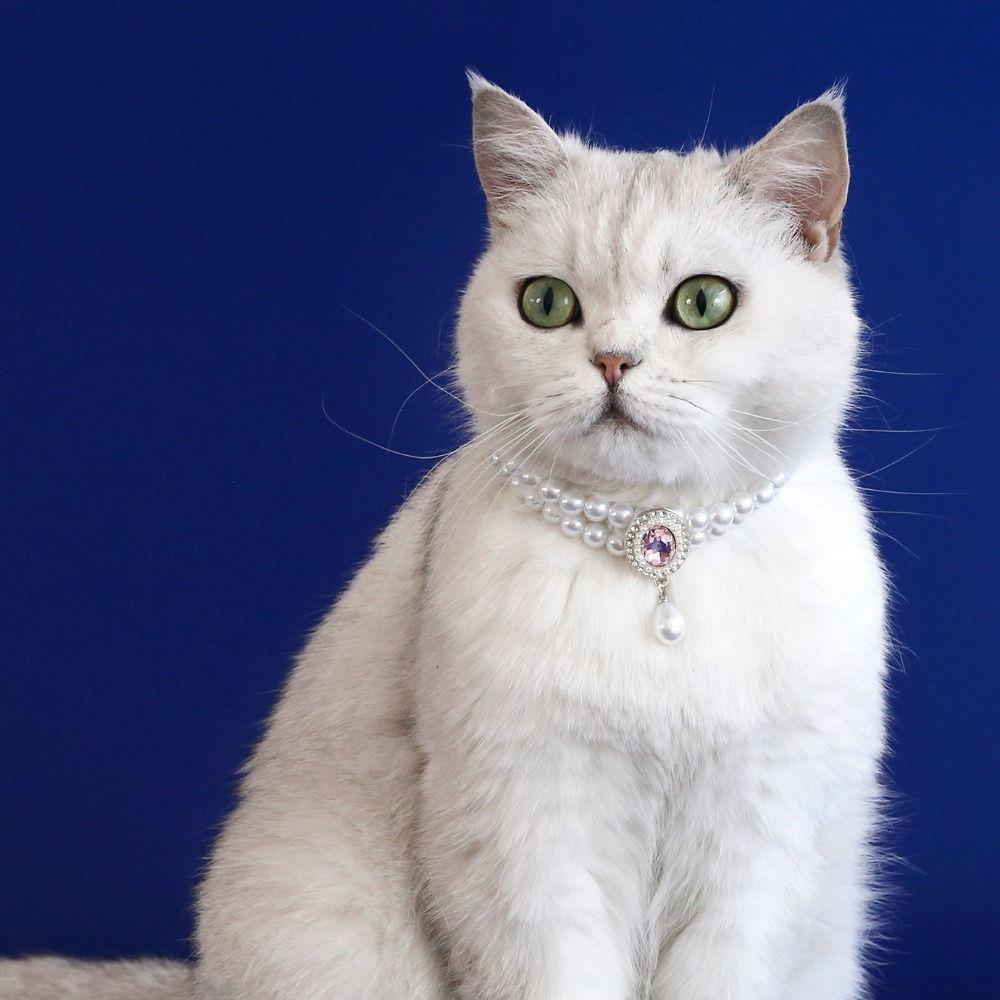Sweet Pet Pearl Collar Double Layer Dog Princess Necklace Cat Neck Chain For Cats Puppy XS-Style E
Sweet Pet Pearl Collar Double Layer Dog Princess Necklace Cat Neck Chain For Cats Puppy XS-Style E