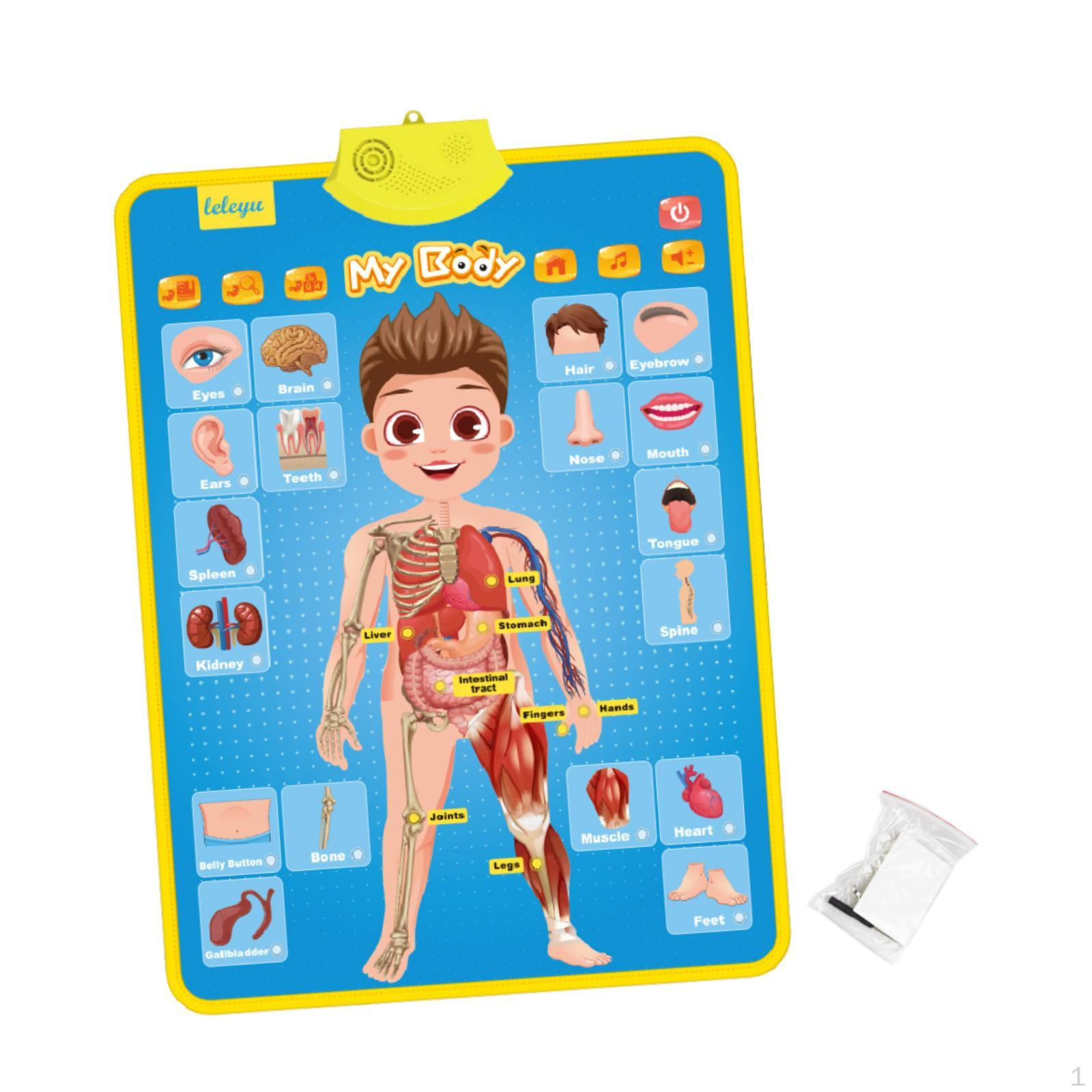 Книга со звуками на английском языке для детей Игра Веселая таблица для чтения Школа Дошкольное учреждение Дом Алфавит Human Body Structure
Книга со звуками на английском языке для детей Игра Веселая таблица для чтения Школа Дошкольное учреждение Дом Алфавит Human Body Structure