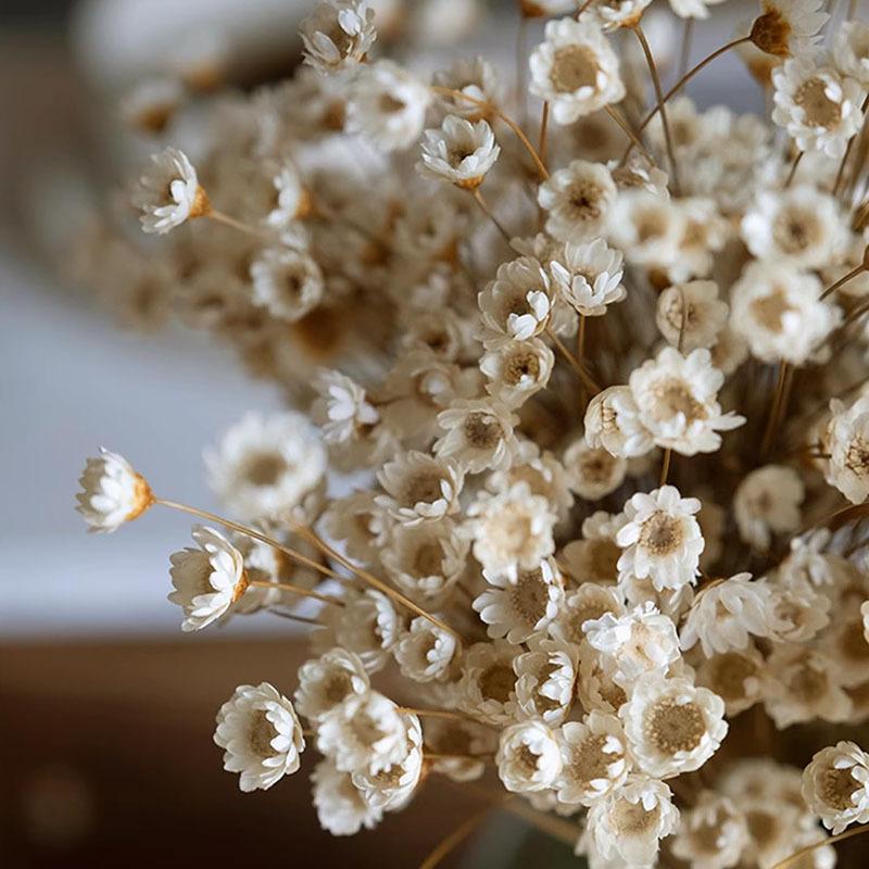 Brazilian Small Star Flower Small Bouquet, Small Daisy Mini Flower Decoration Lipstick Cosmetics Aromatherapy Floating Flowers Dried Flowers
Brazilian Small Star Flower Small Bouquet, Small Daisy Mini Flower Decoration Lipstick Cosmetics Aromatherapy Floating Flowers Dried Flowers