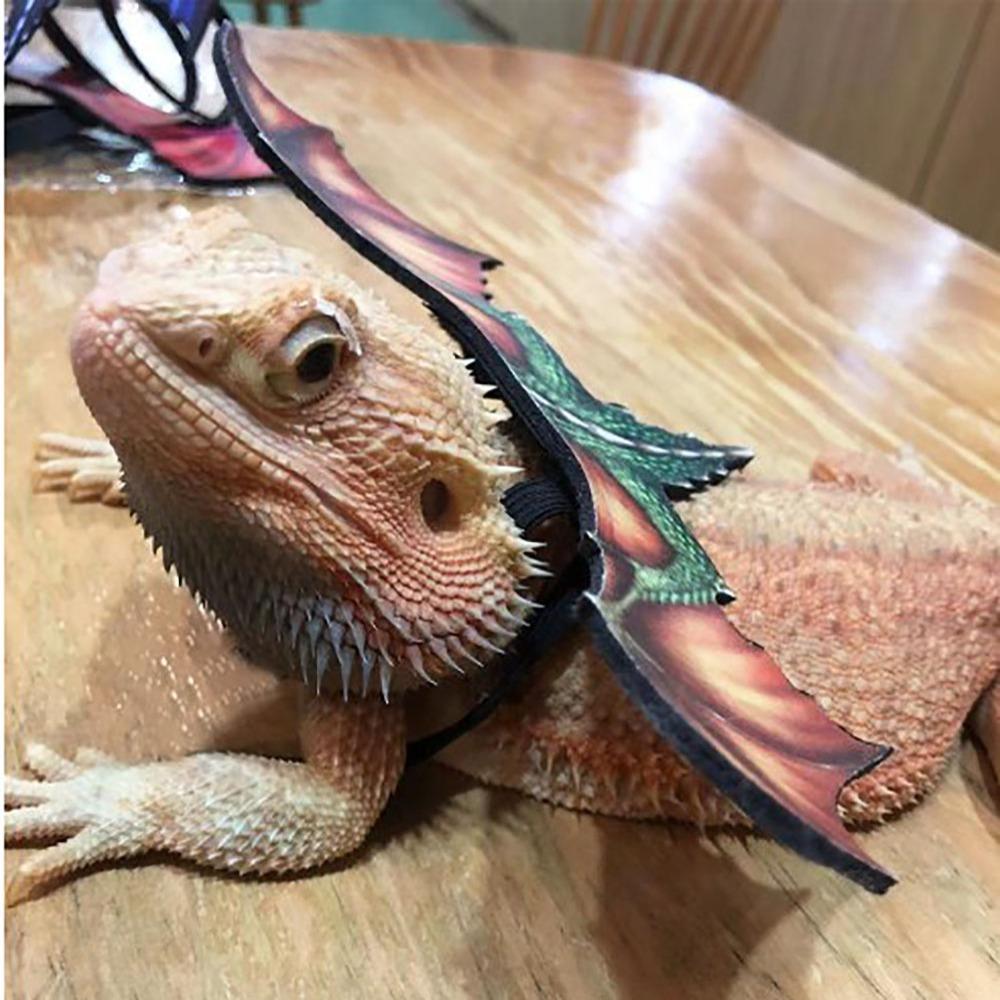 Нейлоновый кожаный ремешок, противоизносный, беличий тяговый канат, прочный тяговый веревочный ремень в виде ящерицы, ящерица
Нейлоновый кожаный ремешок, противоизносный, беличий тяговый канат, прочный тяговый веревочный ремень в виде ящерицы, ящерица