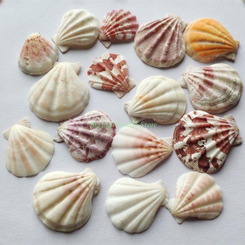 24TE 100g Natural SeaConch Shell for Aquariums Decors Home Enhancement Habitats Fishtanks Landscape Accessory CN
24TE 100g Natural SeaConch Shell for Aquariums Decors Home Enhancement Habitats Fishtanks Landscape Accessory CN