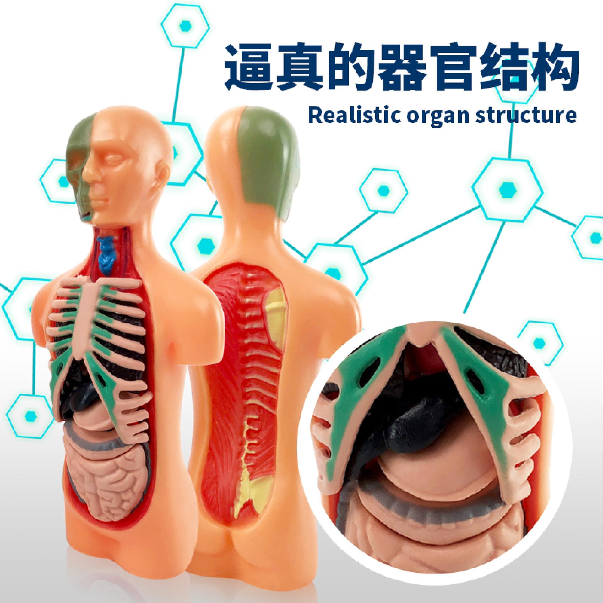Медицинская модель скелета человеческого органа, собранная структура, детские развивающие игрушки для раннего образования жёлтый
Медицинская модель скелета человеческого органа, собранная структура, детские развивающие игрушки для раннего образования жёлтый