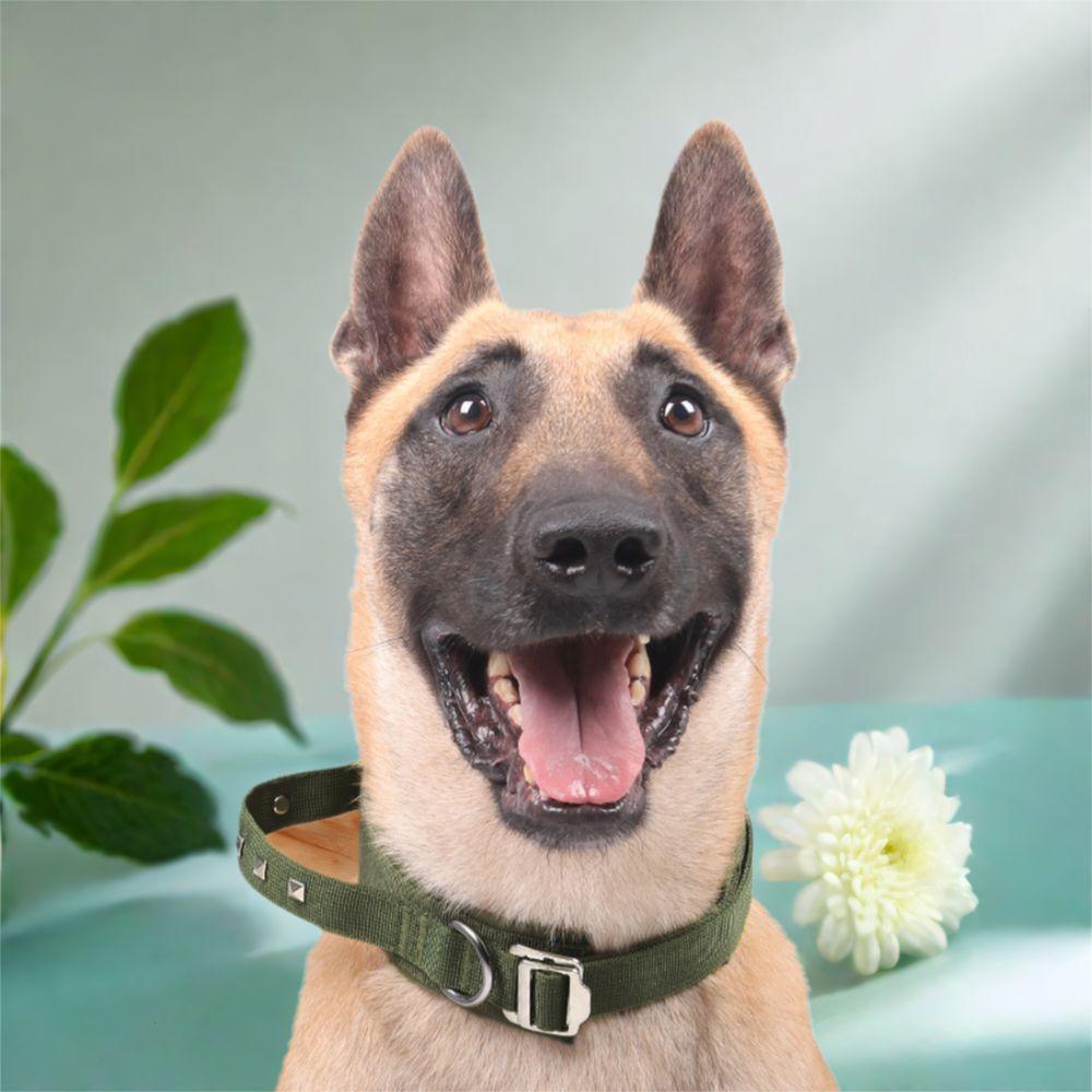 Metal Buckle Dog Neck Collar Breathable Pet Collar Leash Dog Training Collar Medium Large Dog M хакі
Metal Buckle Dog Neck Collar Breathable Pet Collar Leash Dog Training Collar Medium Large Dog M хакі