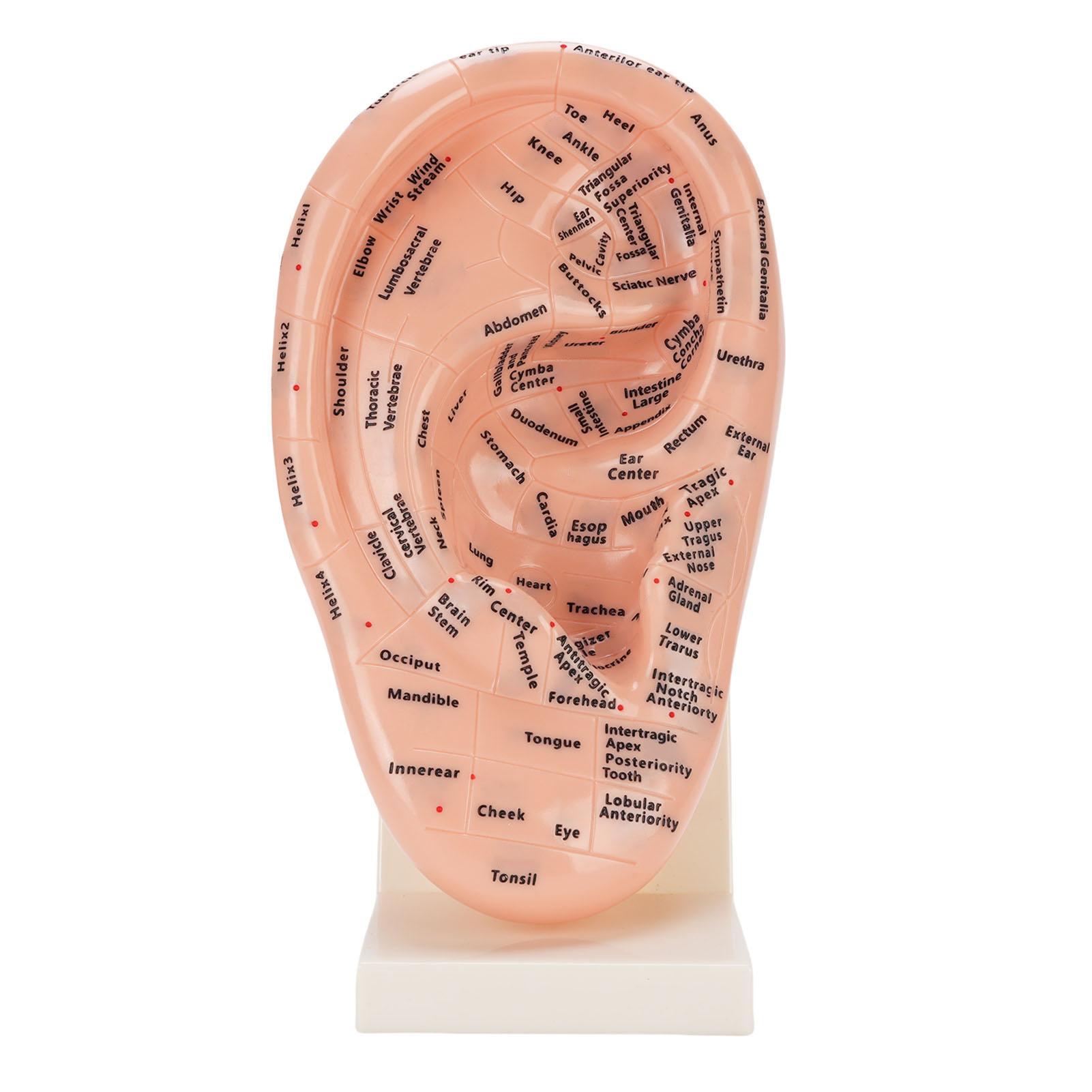 Модель точек акупунктуры уха Учебное пособие Лабораторные принадлежности Модель для массажа ушной зоны со стойкой
Модель точек акупунктуры уха Учебное пособие Лабораторные принадлежности Модель для массажа ушной зоны со стойкой