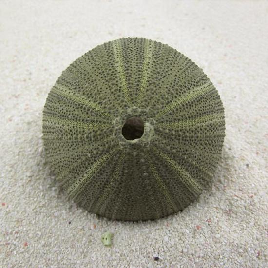 Natural Greenish-Blue Sea Urchin 4-5cm Seashell Conch Base Home Decor Gift Approx. 4-5CM
Natural Greenish-Blue Sea Urchin 4-5cm Seashell Conch Base Home Decor Gift Approx. 4-5CM