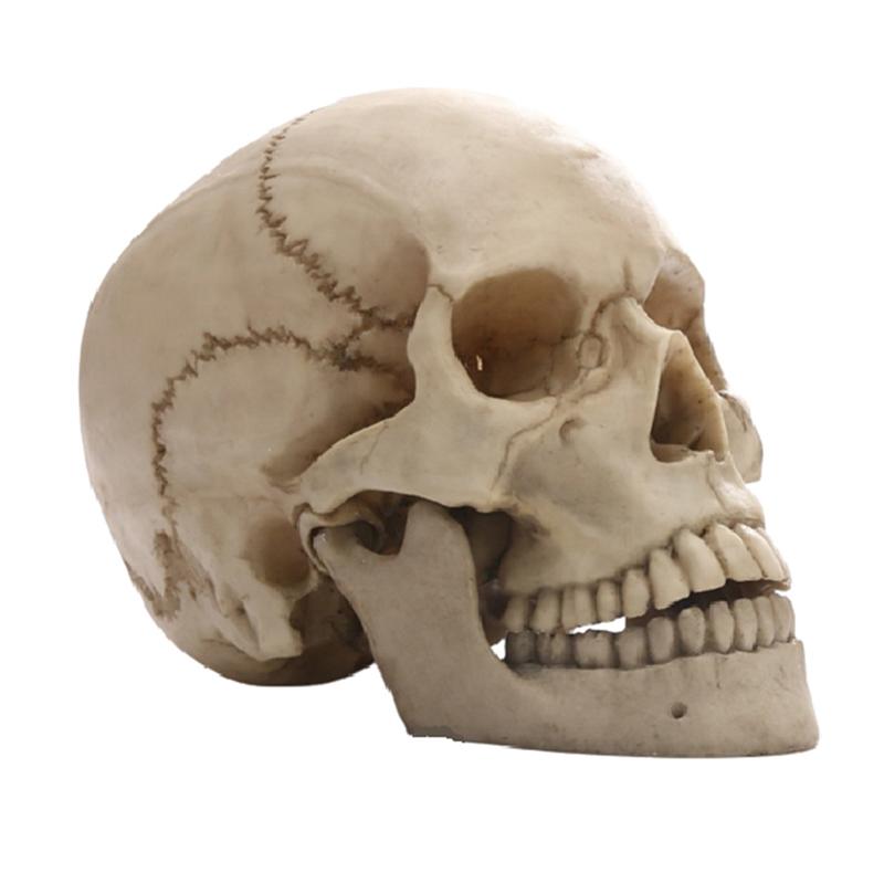 Human Head Skull Statue for Home Decor Resin Figurines Halloween Decor Sculpture Medical Teaching Sketch Model Crafts NONE
Human Head Skull Statue for Home Decor Resin Figurines Halloween Decor Sculpture Medical Teaching Sketch Model Crafts NONE