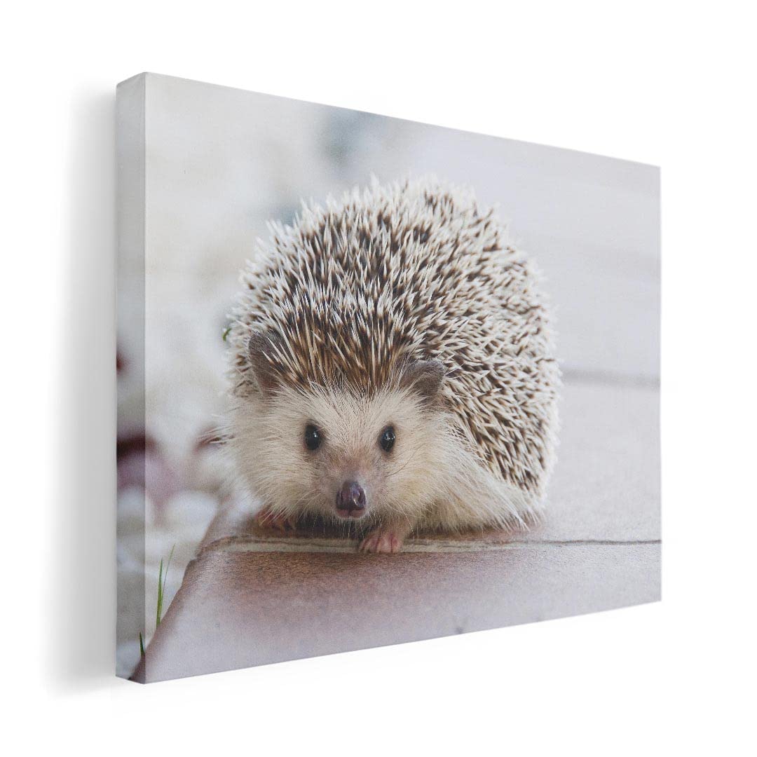 Art Panel Painting Decoration igsticker 420mm x 297mm A3 Photo Wall Hanging Wooden Frame Interior Stylish 023434 Hedgehog Animal Photo
Art Panel Painting Decoration igsticker 420mm x 297mm A3 Photo Wall Hanging Wooden Frame Interior Stylish 023434 Hedgehog Animal Photo