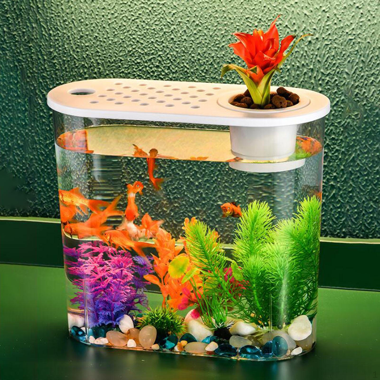Small Desktop Aquarium Aquaponic Planter Tanks Growing System with Handle And Cover for Soil Cultivation
Small Desktop Aquarium Aquaponic Planter Tanks Growing System with Handle And Cover for Soil Cultivation