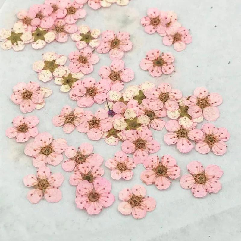 Little Star Natural Dried Flowers, Herbarium Material Bag, Handmade DIY, 200Pcs
Little Star Natural Dried Flowers, Herbarium Material Bag, Handmade DIY, 200Pcs