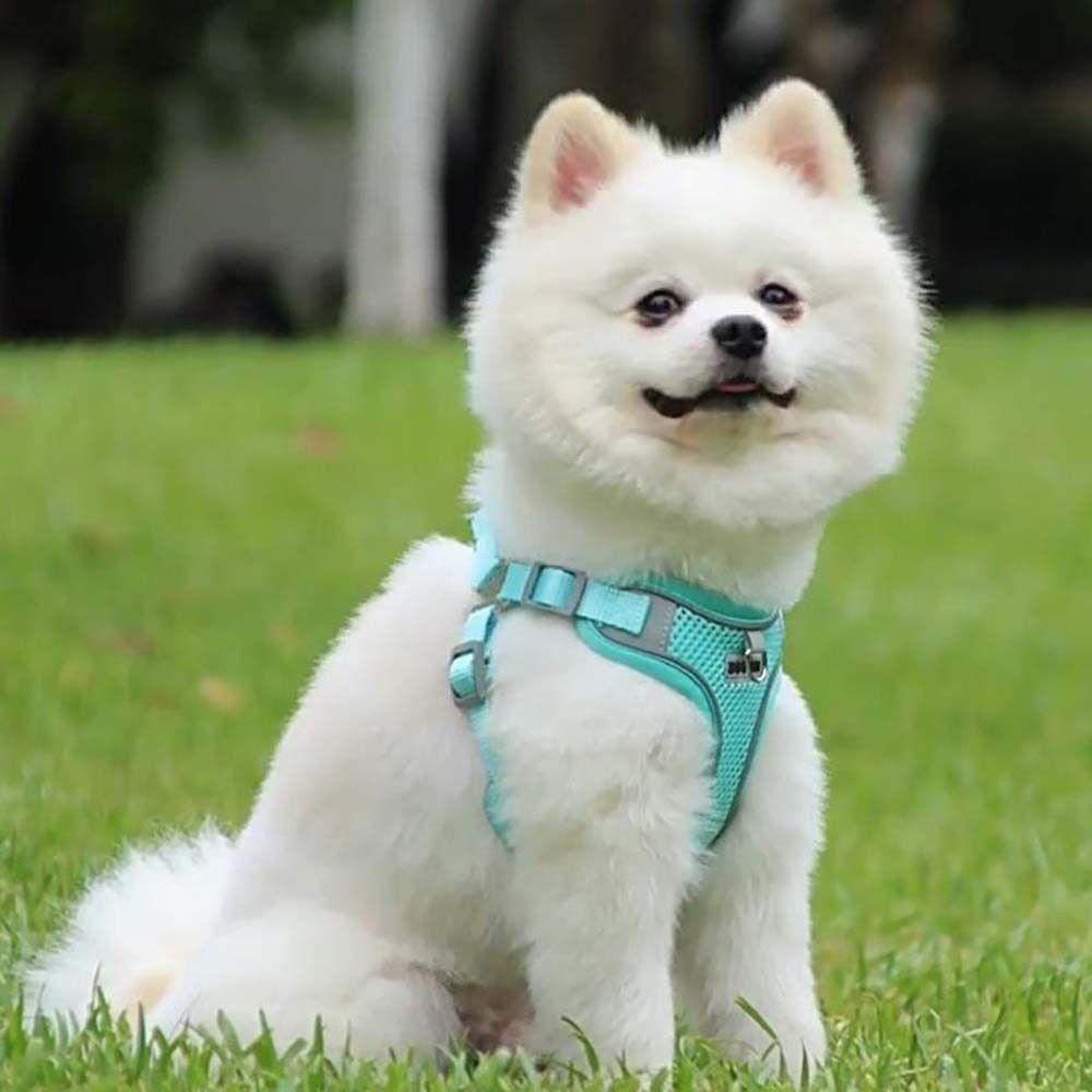Outdoor Walking Safety Net Cloth Pet Supplies Pet Chest Strap Dog Harness Vest Pet Harnesses Leash S чёрный
Outdoor Walking Safety Net Cloth Pet Supplies Pet Chest Strap Dog Harness Vest Pet Harnesses Leash S чёрный