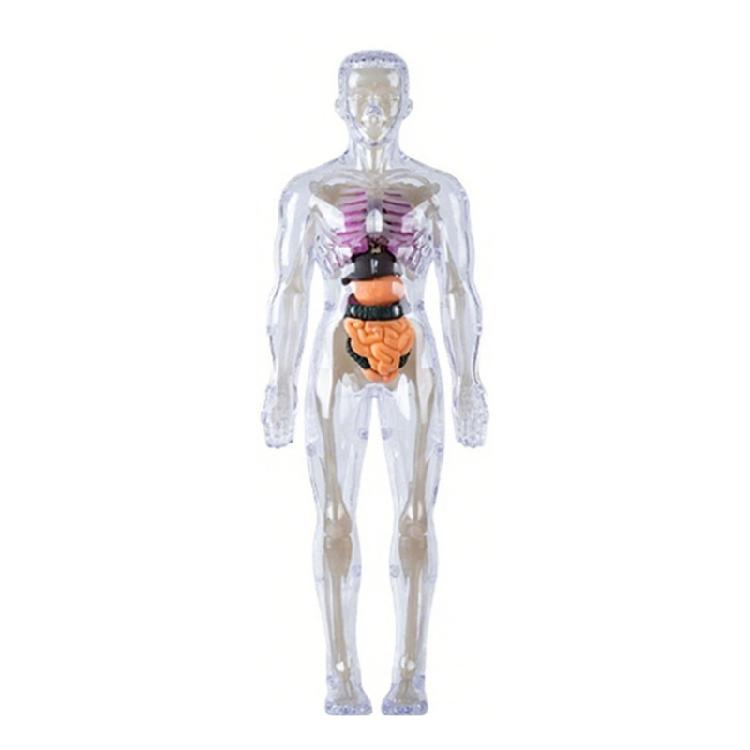 Clear Plastic Human Skeleton Model With Removable Organs And Muscles For Children Hands On Biology Study Learning Tool
Clear Plastic Human Skeleton Model With Removable Organs And Muscles For Children Hands On Biology Study Learning Tool