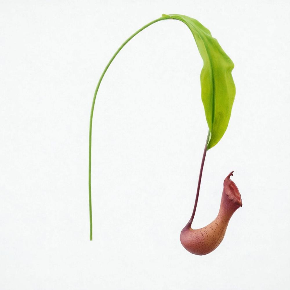Multicolor Artificial Pitcher Plants Greenery Accessories Green Leaves Simulation Flytraps Photo Props Hanging Green Plants червоний
Multicolor Artificial Pitcher Plants Greenery Accessories Green Leaves Simulation Flytraps Photo Props Hanging Green Plants червоний
