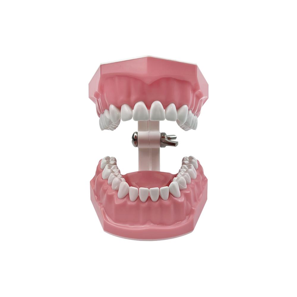 1Pc Dental Teeth Oral Care Teaching Demonstration Model Brushing Flossing Practice Typodonts Models Student Education Tool
1Pc Dental Teeth Oral Care Teaching Demonstration Model Brushing Flossing Practice Typodonts Models Student Education Tool