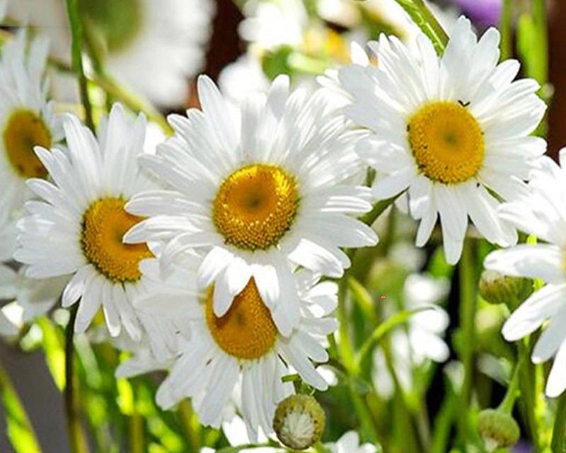 Алмазная вышивка цветы комплект для вышивки крестом 5D DIY полная квадратная алмазная живопись пейзажная мозаика рукоделие ремесла настенное искусство Full Round 20X30CM темно-синий
Алмазная вышивка цветы комплект для вышивки крестом 5D DIY полная квадратная алмазная живопись пейзажная мозаика рукоделие ремесла настенное искусство Full Round 20X30CM темно-синий