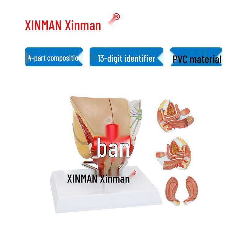 XINMAN Female Reproductive Organ Structure Model
XINMAN Female Reproductive Organ Structure Model