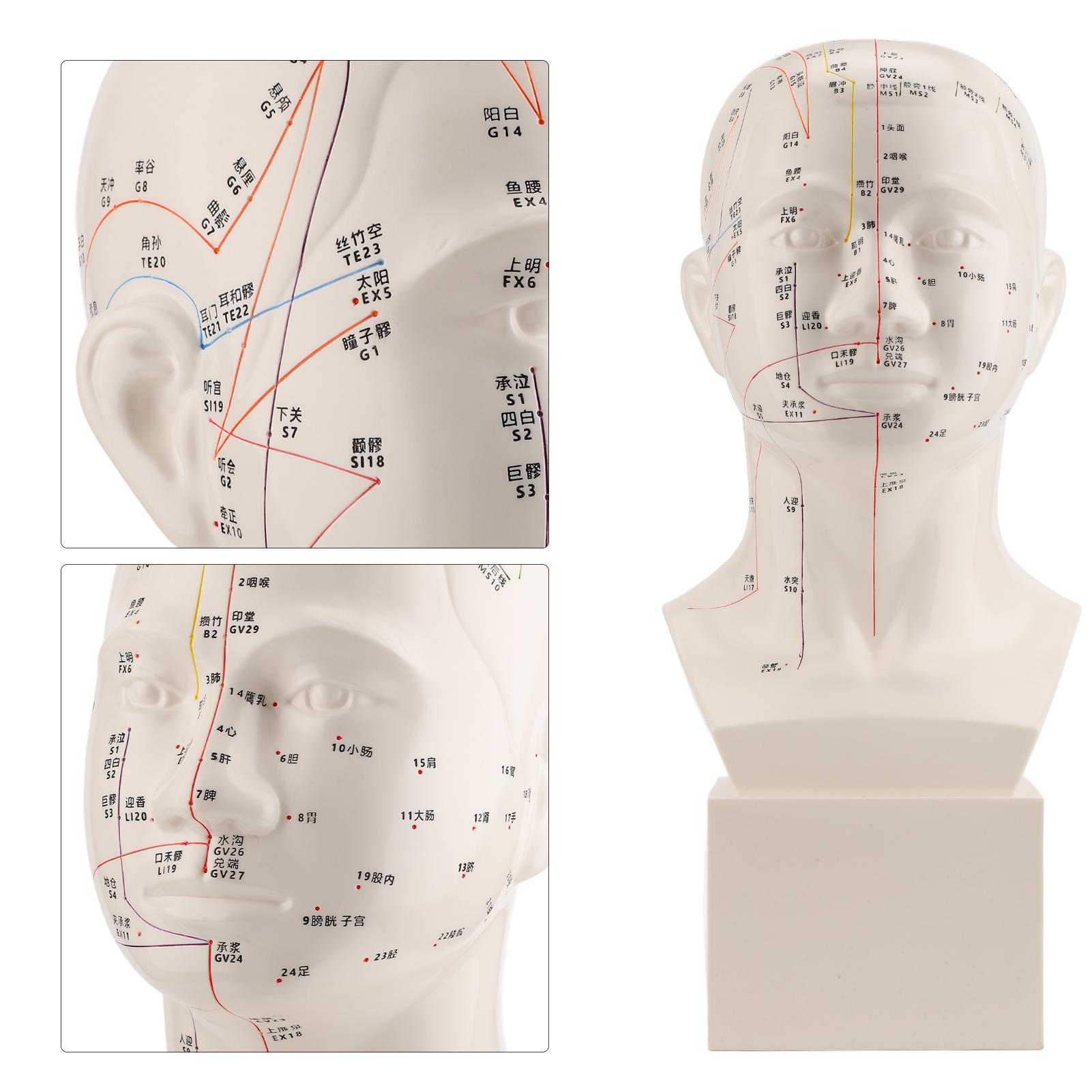 Head Acupuncture Model HD Standard Acupoint TCM Human Acupuncture Point Head Model Acupuncture Teaching Practice Tool
Head Acupuncture Model HD Standard Acupoint TCM Human Acupuncture Point Head Model Acupuncture Teaching Practice Tool