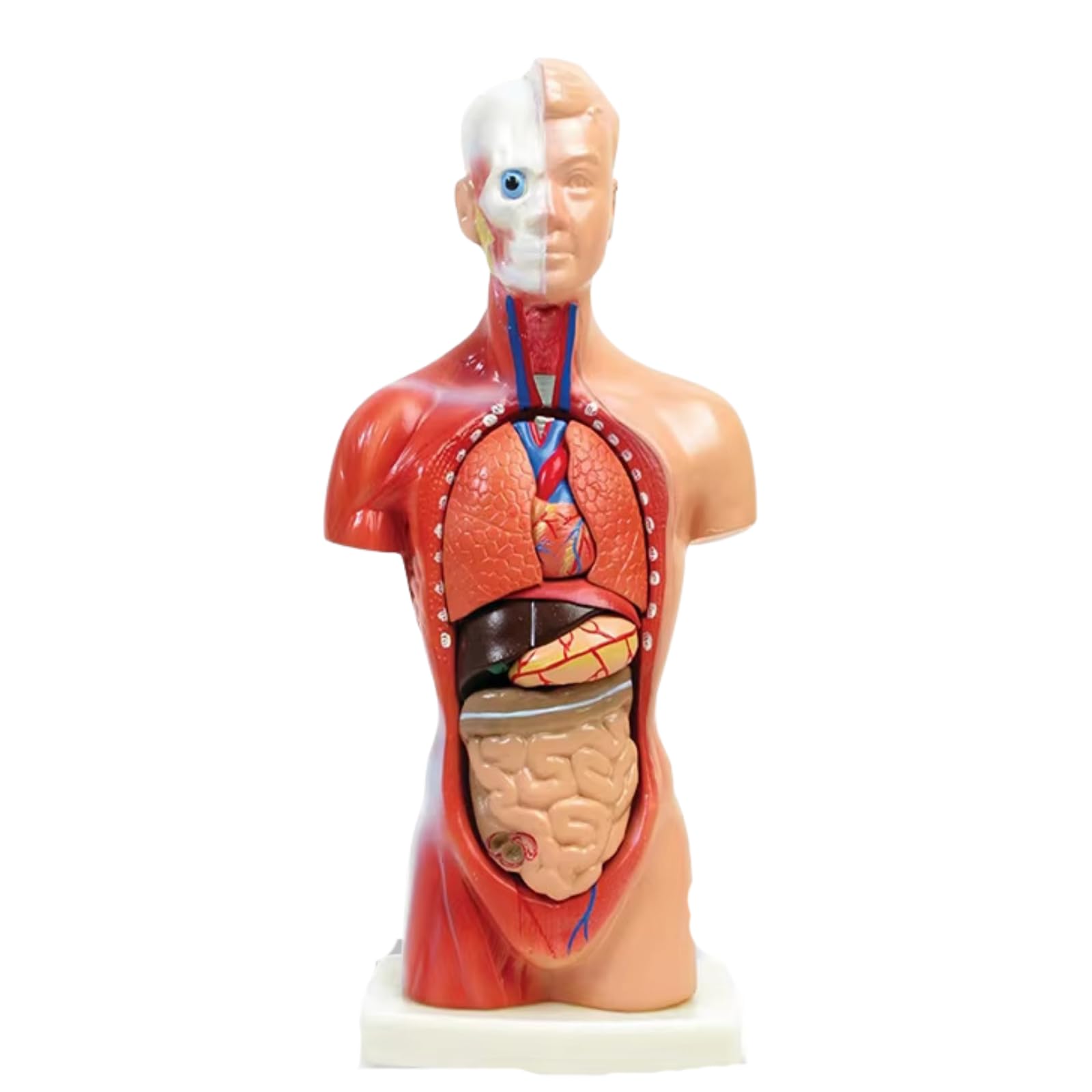 ideamall Human Anatomy Model, Training, Dissection Puzzle, Educational, Anatomy, Mini, Tabletop, Compact
ideamall Human Anatomy Model, Training, Dissection Puzzle, Educational, Anatomy, Mini, Tabletop, Compact