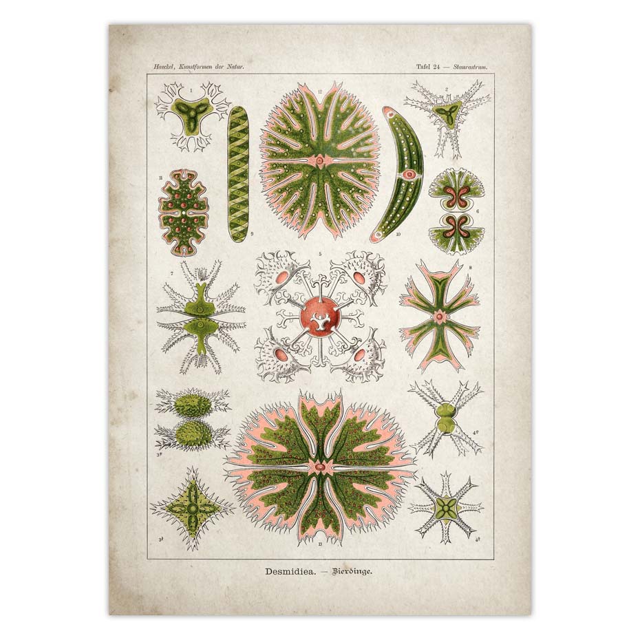 Мой химический романтический постер существа, биологическая картина на холсте на стене, художественная картина для дома, дизайн комнаты, декор интерьера без рамки 21*30cm No Frame
Мой химический романтический постер существа, биологическая картина на холсте на стене, художественная картина для дома, дизайн комнаты, декор интерьера без рамки 21*30cm No Frame