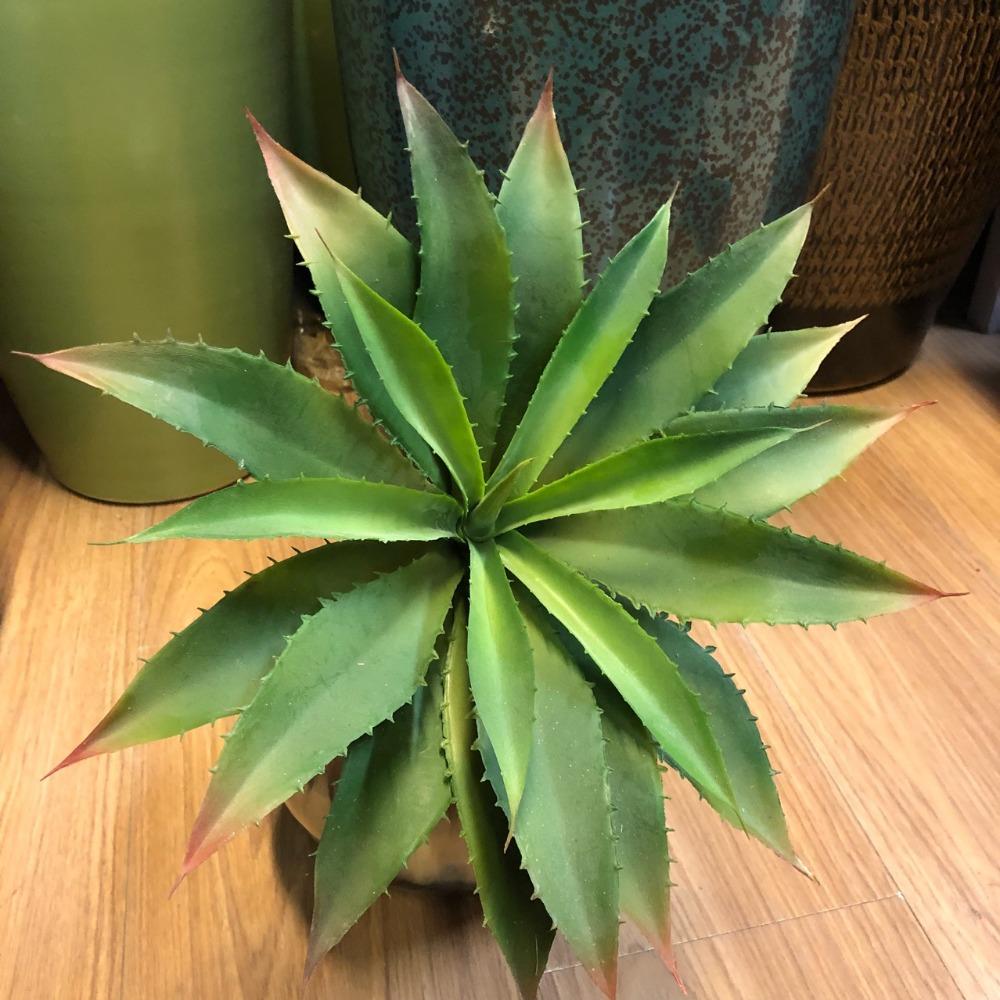 DIY Artificial Succulents Aloe Plants Plastic Large Green Plants Festival Arrangement зелёный
DIY Artificial Succulents Aloe Plants Plastic Large Green Plants Festival Arrangement зелёный