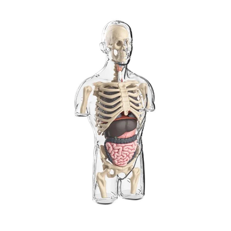 3D Human Body Anatomy Model Children Plastic Diy Skeleton Science Early Learning Aids Educational Toys Detachable Bone Models
3D Human Body Anatomy Model Children Plastic Diy Skeleton Science Early Learning Aids Educational Toys Detachable Bone Models