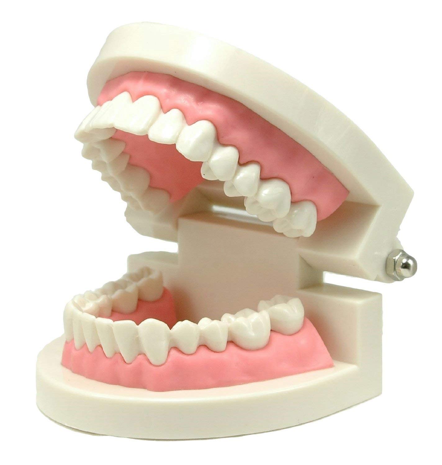 Teeth model Tooth shape model Toothbrushing instruction model Small model for learning
Teeth model Tooth shape model Toothbrushing instruction model Small model for learning
