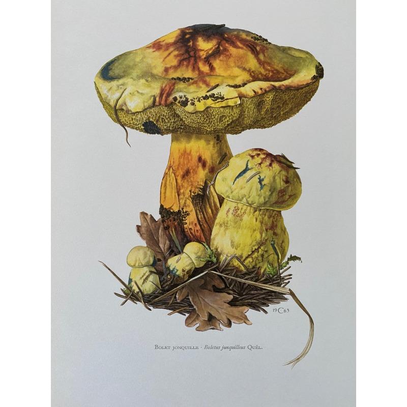 Винтажный плакат о естественных науках, биологии, спорах, грибах, иллюстрация, холст, картина, антикварное настенное искусство, лабораторная комната, домашний декор 21cm×30cm NoFrame
Винтажный плакат о естественных науках, биологии, спорах, грибах, иллюстрация, холст, картина, антикварное настенное искусство, лабораторная комната, домашний декор 21cm×30cm NoFrame