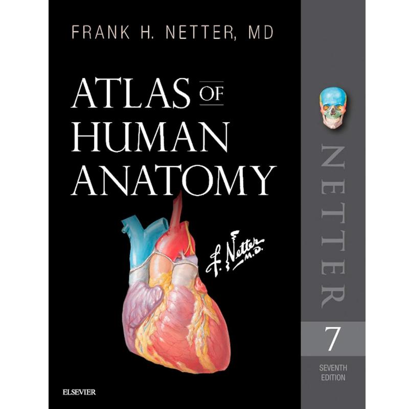 Атлас анатомии человека (Неттер Фундаментальная наука)
Атлас анатомии человека (Неттер Фундаментальная наука)