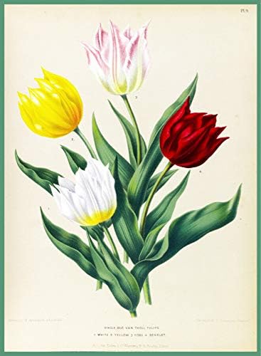 LINQWkk Vintage Iron Painting Decorative Home Room Wall ArtInterior DesignTulip FlowersGarden Retro Metal Tin Sign Car Wall D 20x30cm(7.8x11.8inch)
LINQWkk Vintage Iron Painting Decorative Home Room Wall ArtInterior DesignTulip FlowersGarden Retro Metal Tin Sign Car Wall D 20x30cm(7.8x11.8inch)