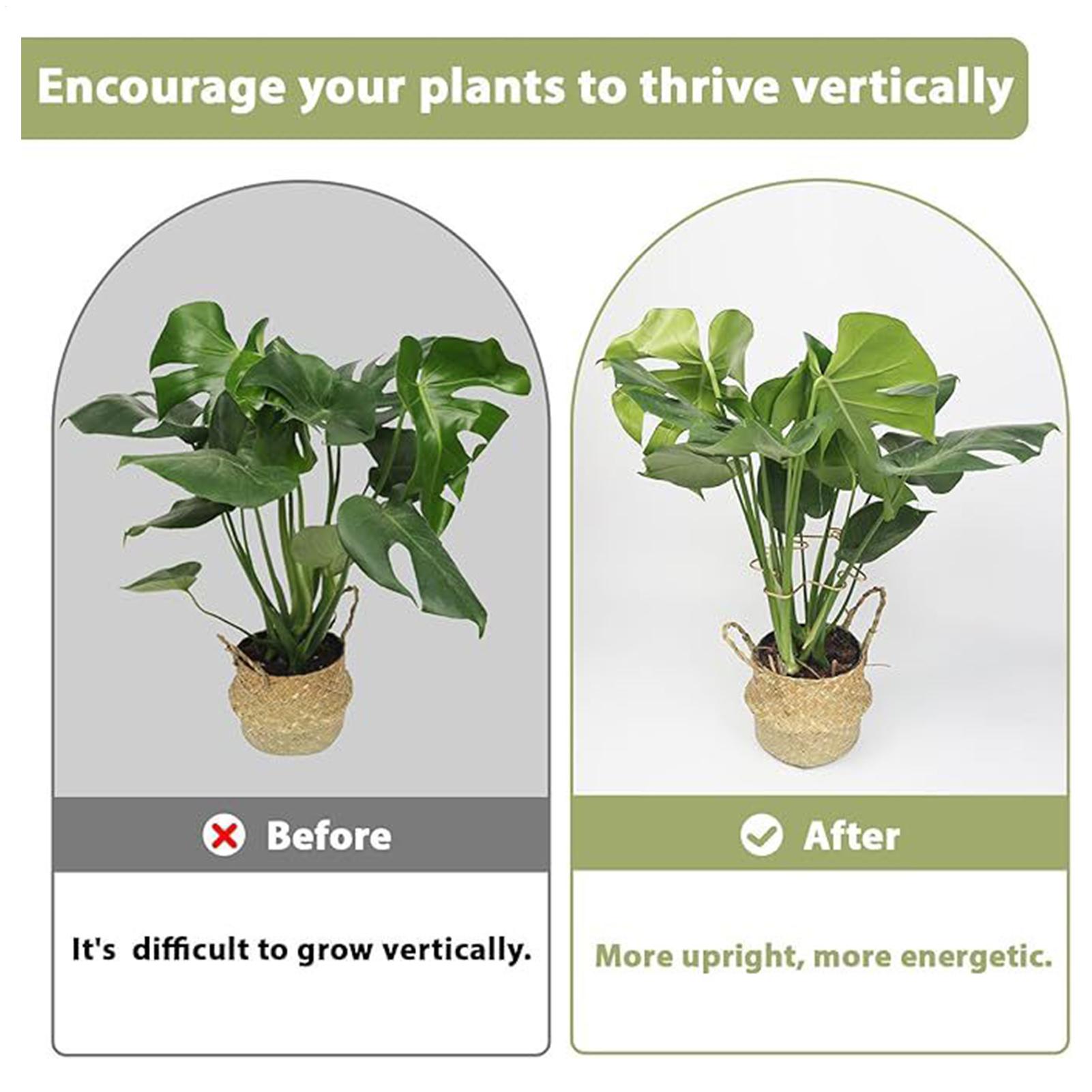 Plant Support Clips 6 Pieces Reusable Metal Decorative Metal Stem Clips For Support For Potted Monstera Pothos Flower Growth China Mainland
Plant Support Clips 6 Pieces Reusable Metal Decorative Metal Stem Clips For Support For Potted Monstera Pothos Flower Growth China Mainland